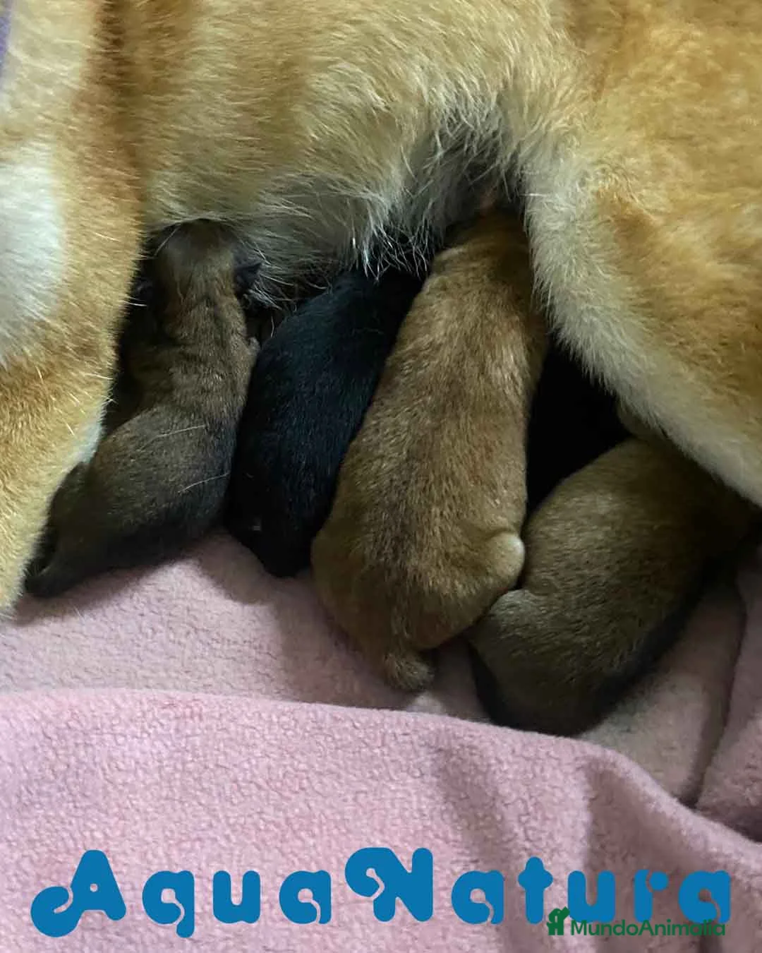 Shiba Inu perros en venta: Camada Shiba Inu de Marsi y Simbad AQUANATURA - Anuncio 4