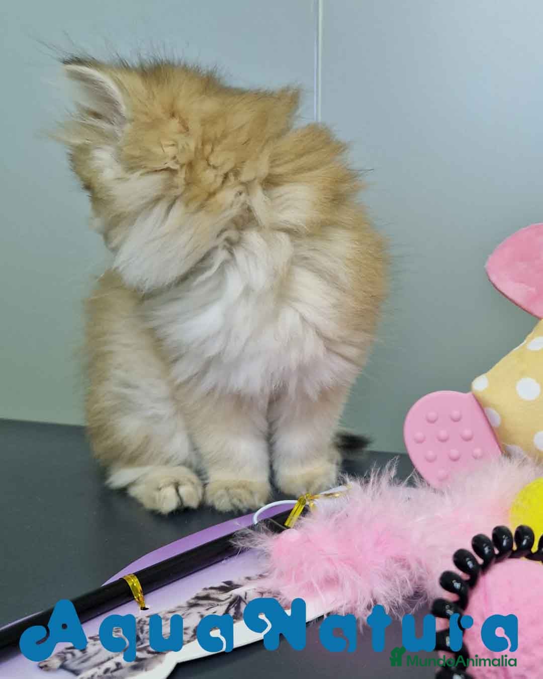 Británico de Pelo Largo gatos en venta: British Longhair Hembra 4516 AQUANATURA - Imagen 4
