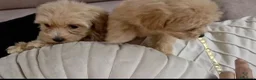 Maltipoo perros en venta: Maltipoo machos  - Anuncio 2