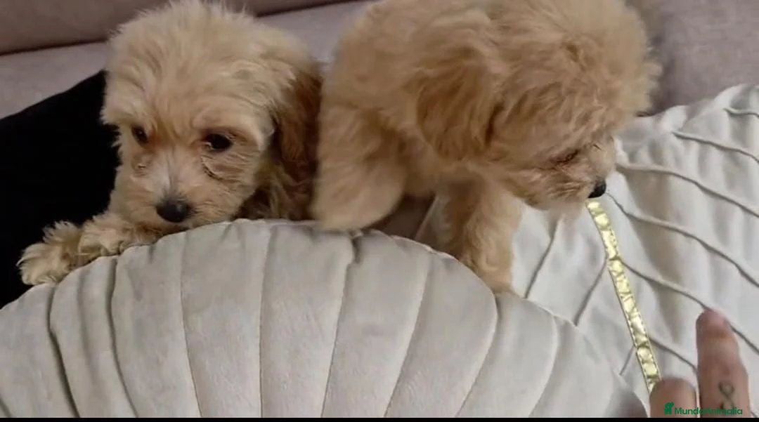 Maltipoo perros en venta: Maltipoo machos  - Anuncio 2