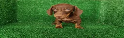 Teckel Miniatura perros en venta: teckel miniatura - Anuncio 4