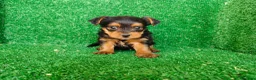 Yorkshire Terrier perros en venta: Yorkshire terrier - Anuncio 4