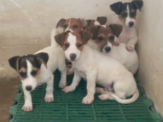 Jack Russell Terrier perros - Anuncio 2
