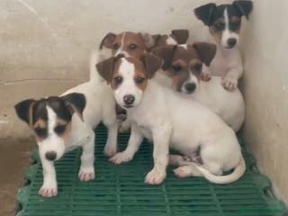 Jack Russell Terrier perros Preciosos cachorros de Jack Russell - Anuncio 3
