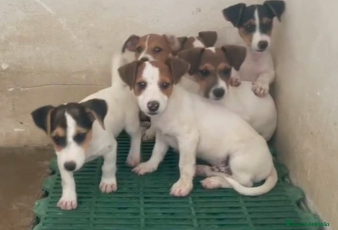 Jack Russell Terrier perros - Anuncio 3