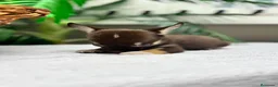 Chihuahua perros en venta: CHIHUAHUA - MACHO - Anuncio 11