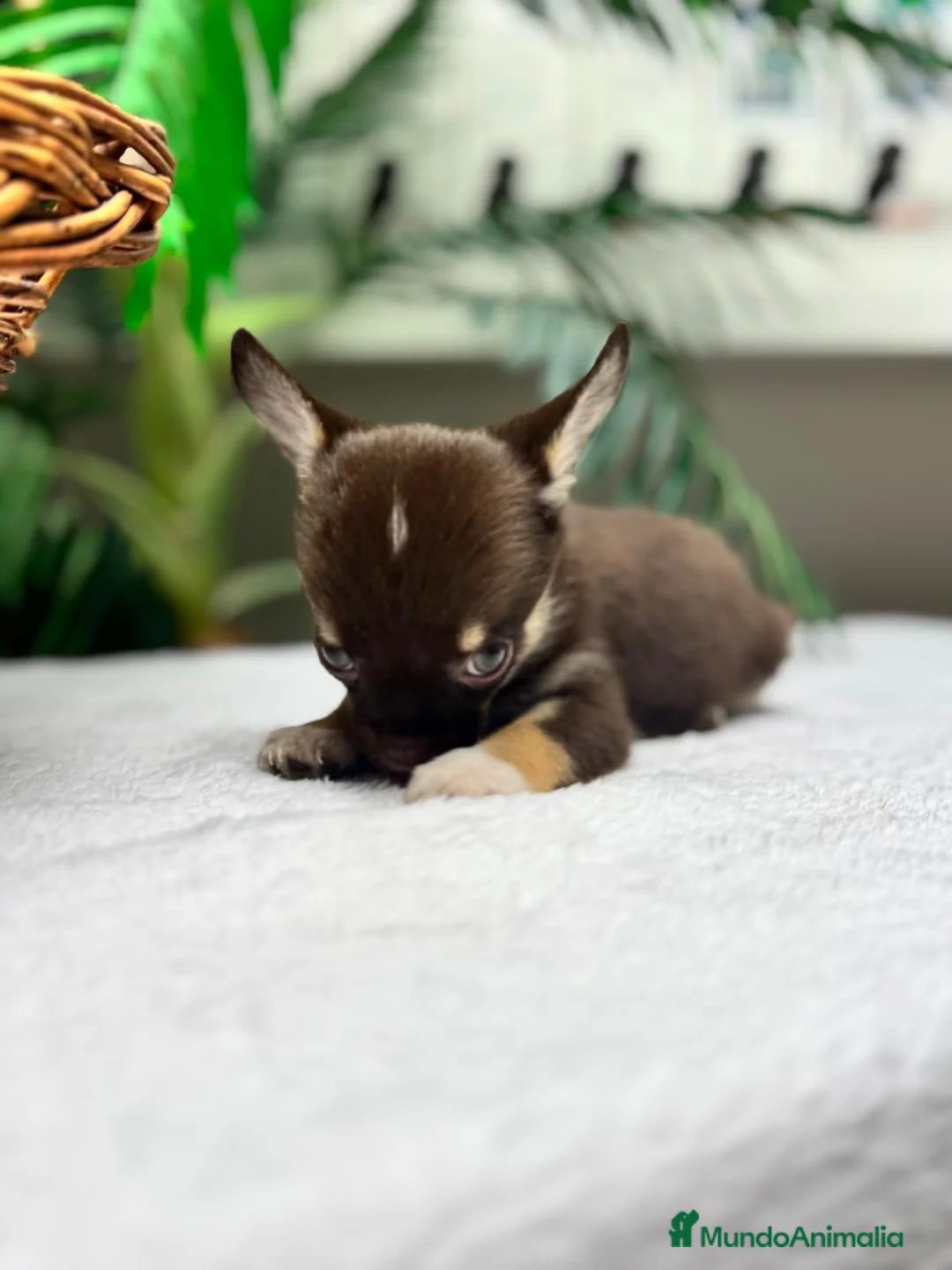 Chihuahua perros en venta: CHIHUAHUA - MACHO - Anuncio 11