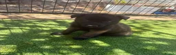 Pastor Belga Malinois perros en venta: PASTOR BELGA MALINOIS - Anuncio 19