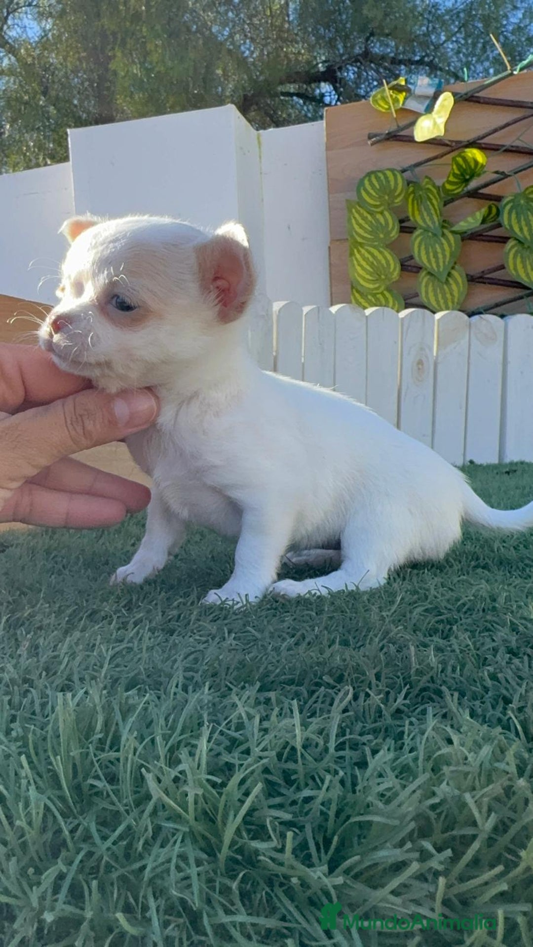 Chihuahua perros en venta: CHIHUAHUA HEMBRA - Anuncio 8