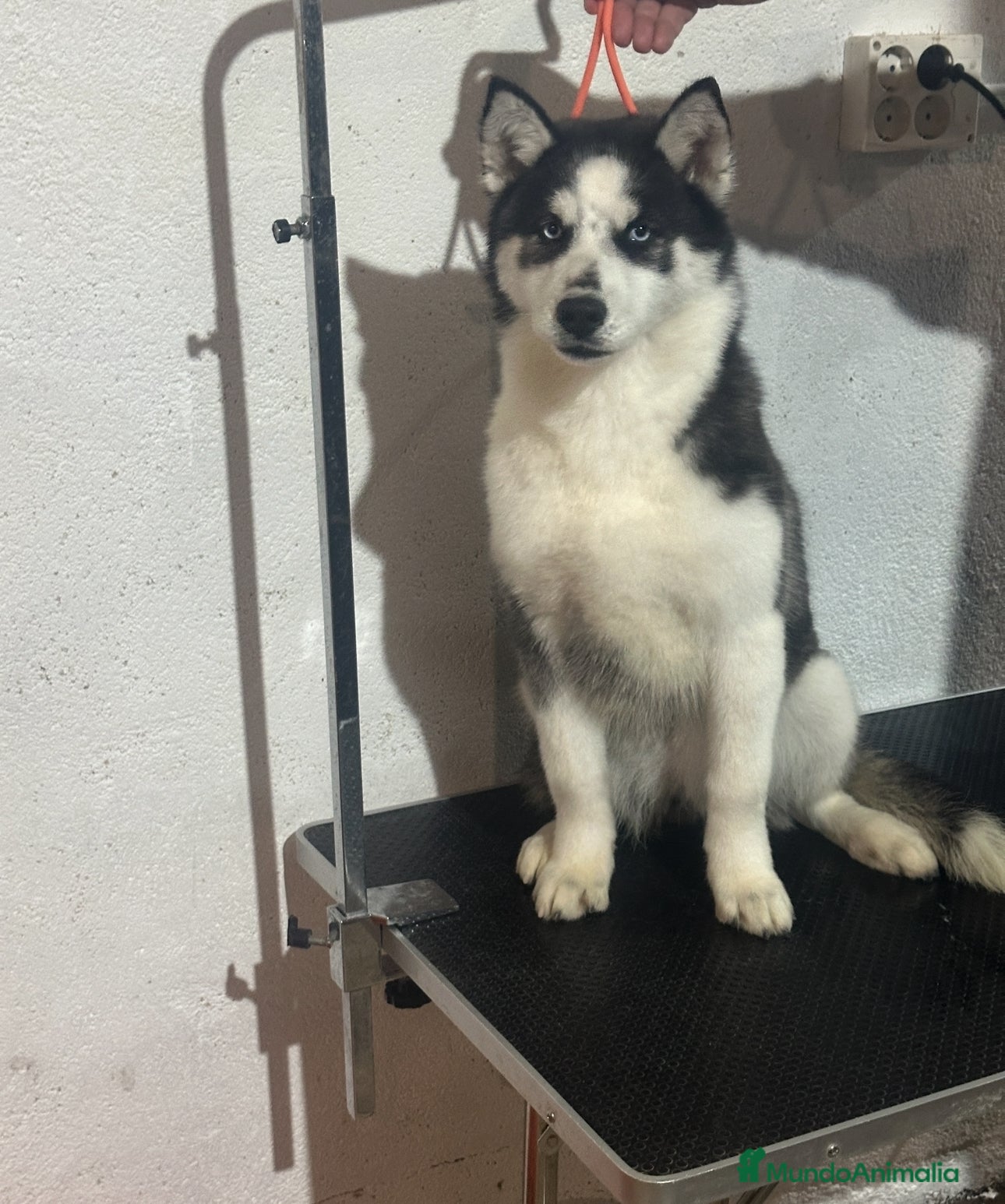 Husky Siberiano perros Hembra husky adopcion - Anuncio 1