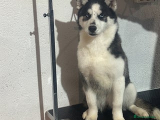 Husky Siberiano perros Hembra husky adopcion - Anuncio 1