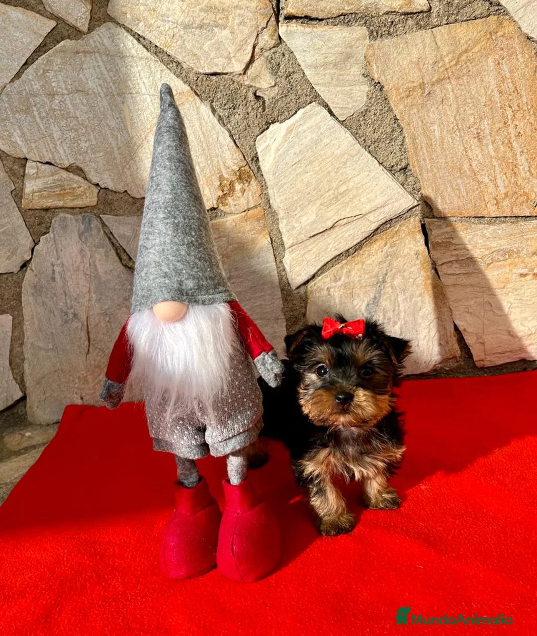 Yorkshire Terrier perros en venta: Yorkshire Terrier espectaculares  en Barcelona - Anuncio 3