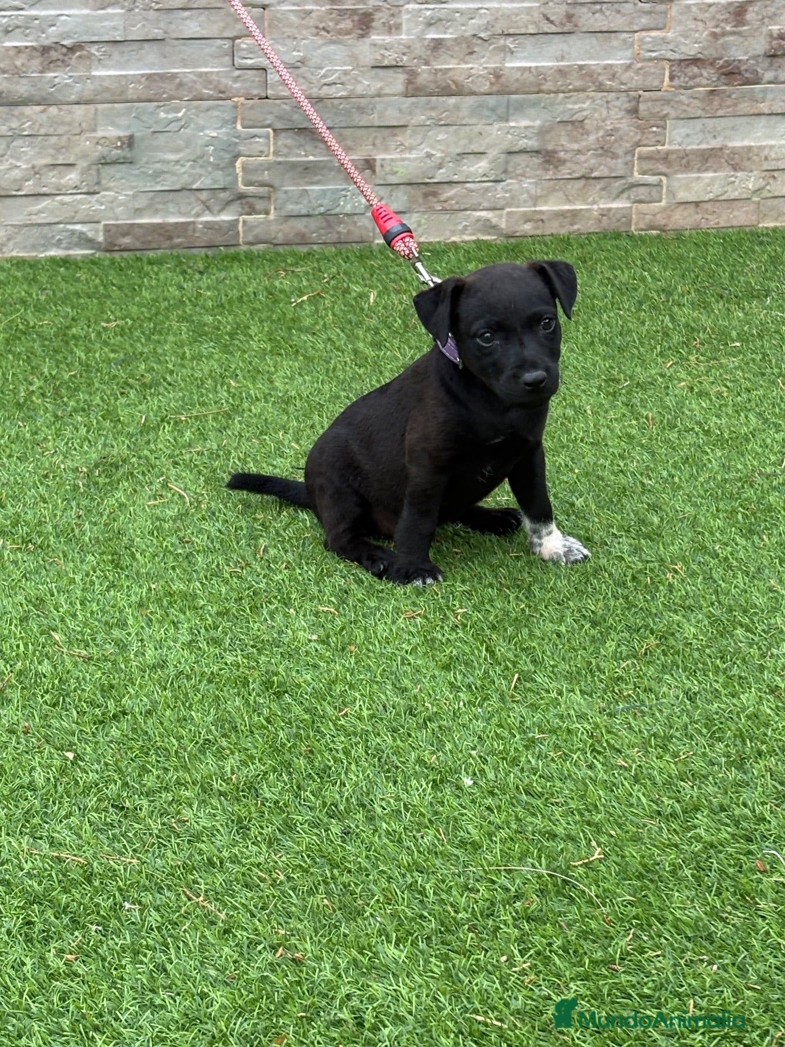 Jack Russell Terrier perros Cachorros Patterdale terrier  - Anuncio 1