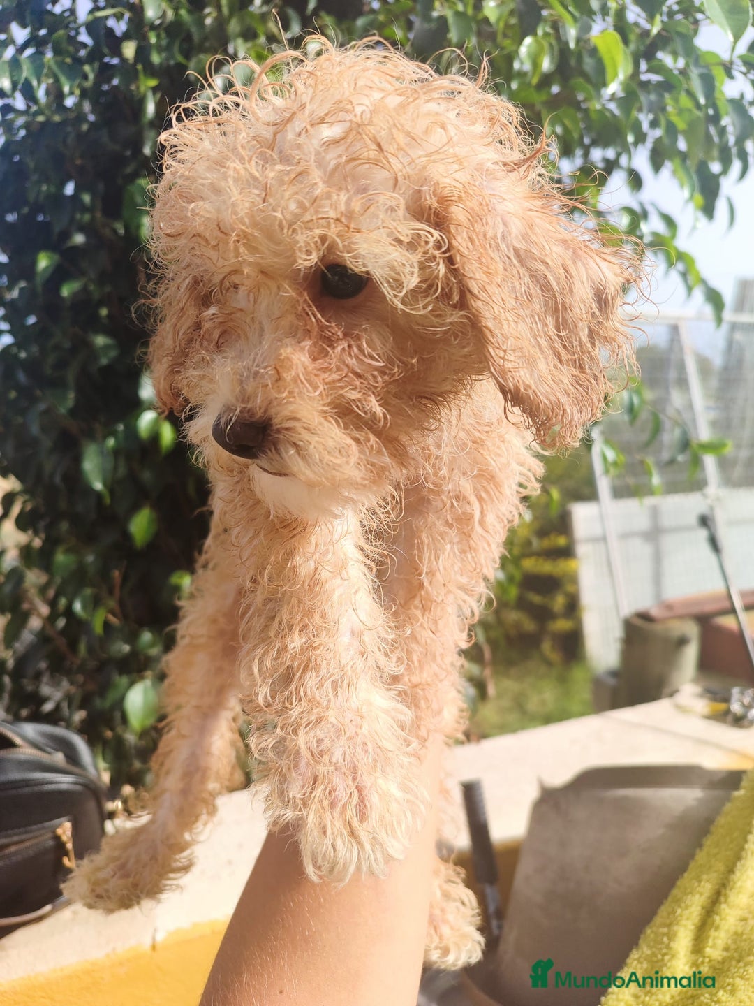 Caniche Toy perros en venta: Caniche Toy - Imagen 9