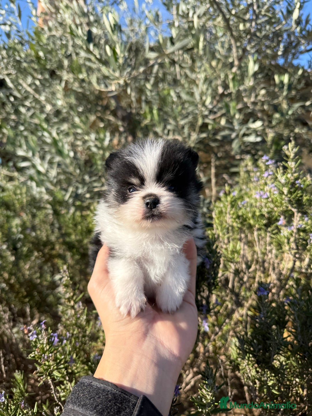 Pomerania perros en venta: Pomerania Toy - Anuncio 2