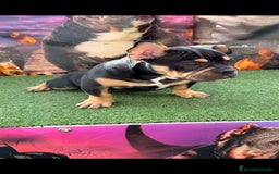 American Bully perros en venta: American Bully  - Imagen 2
