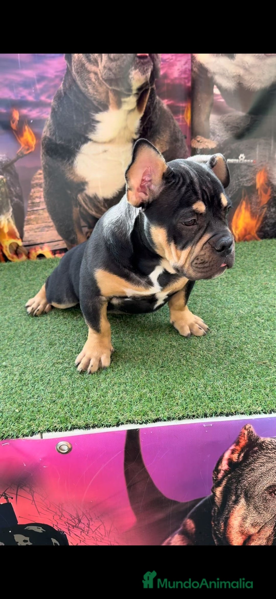 American Bully perros en venta: American Bully  - Imagen 2