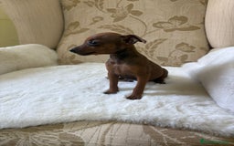 Pinscher Miniatura perros en venta: Pinscher Miniatura cachorro hembra  - Imagen 4