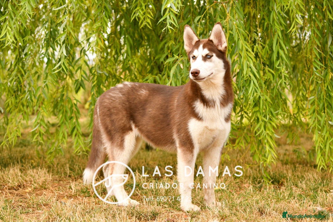 Husky Siberiano perros en venta: Hembra husky siberiano marrón  - Imagen 4