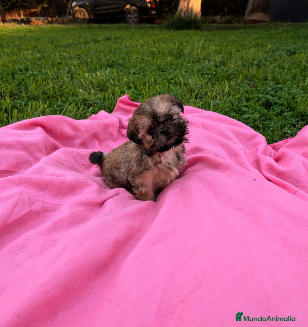 Shih Tzu perros en venta: Shih tzu - Anuncio 4