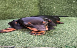 Teckel Miniatura perros en venta: teckel canichen  negro fuego  - Imagen 12