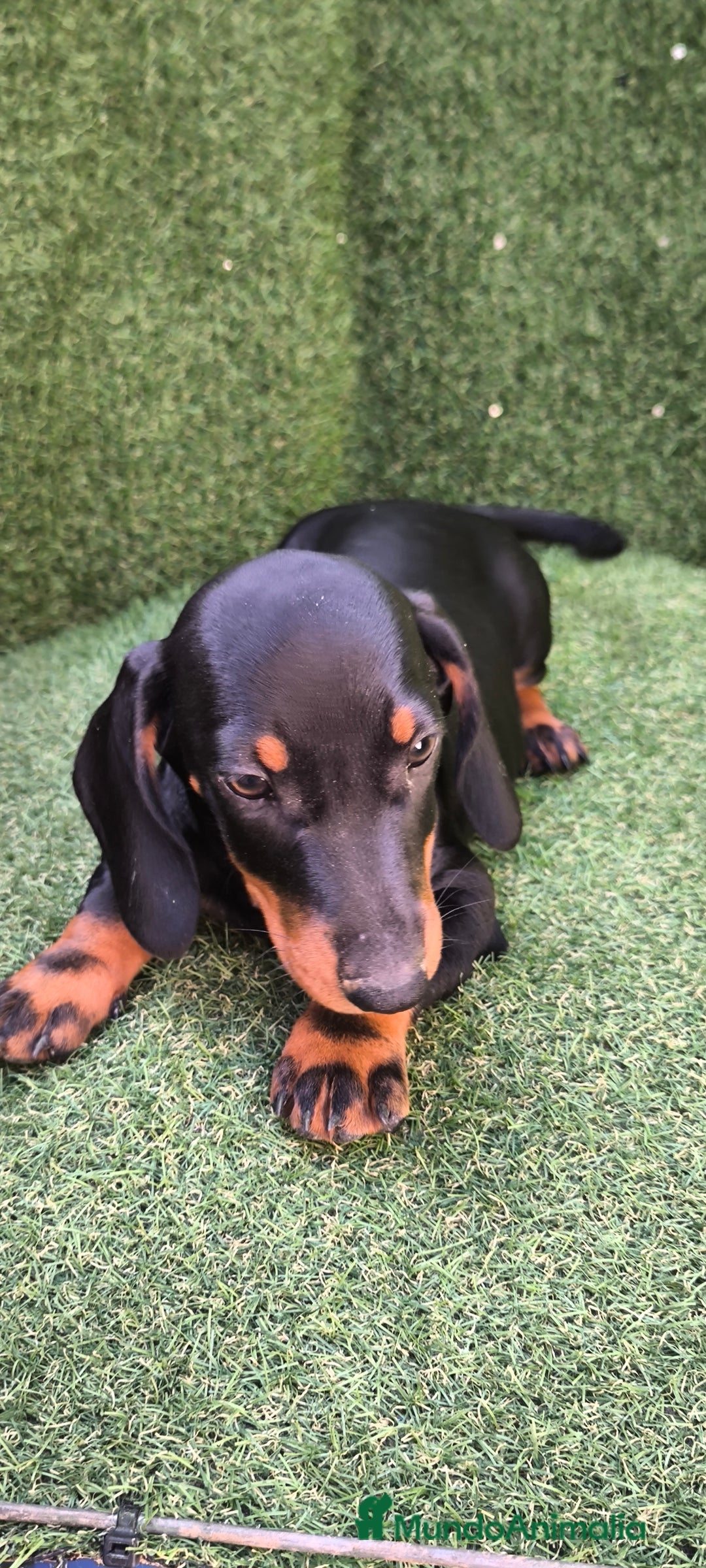 Teckel Miniatura perros en venta: teckel canichen  negro fuego  - Imagen 12