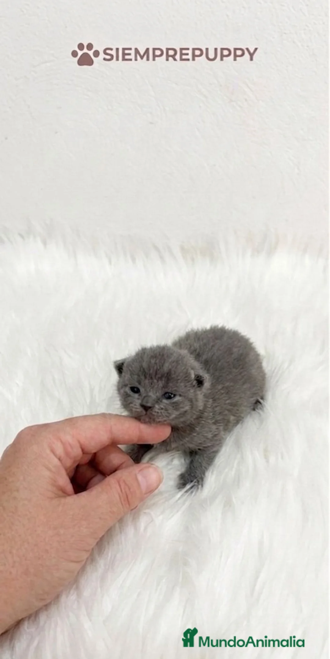 Británico de Pelo Corto gatos en venta: BRITISH SHORTHAIR BLUE  - Anuncio 2