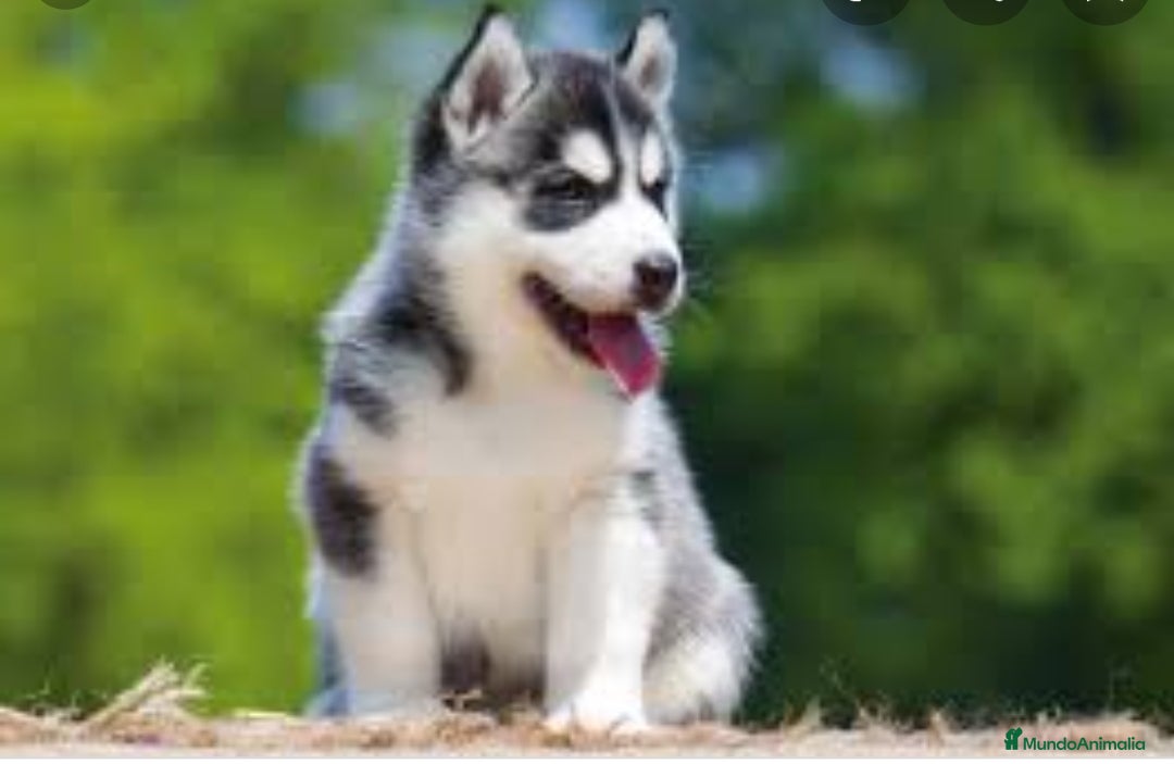 Husky Siberiano perros Husky siberiano - Anuncio 1
