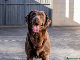 Labrador Retriever perros - Anuncio 7