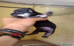 Chihuahua perros en venta: Camada de Chihuahuas - Imagen 4