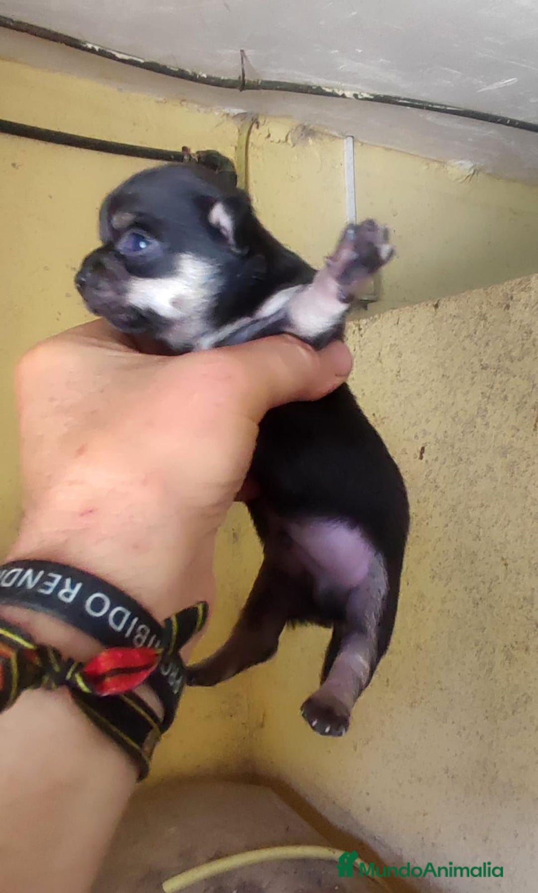 Chihuahua perros en venta: Camada de Chihuahuas - Imagen 4
