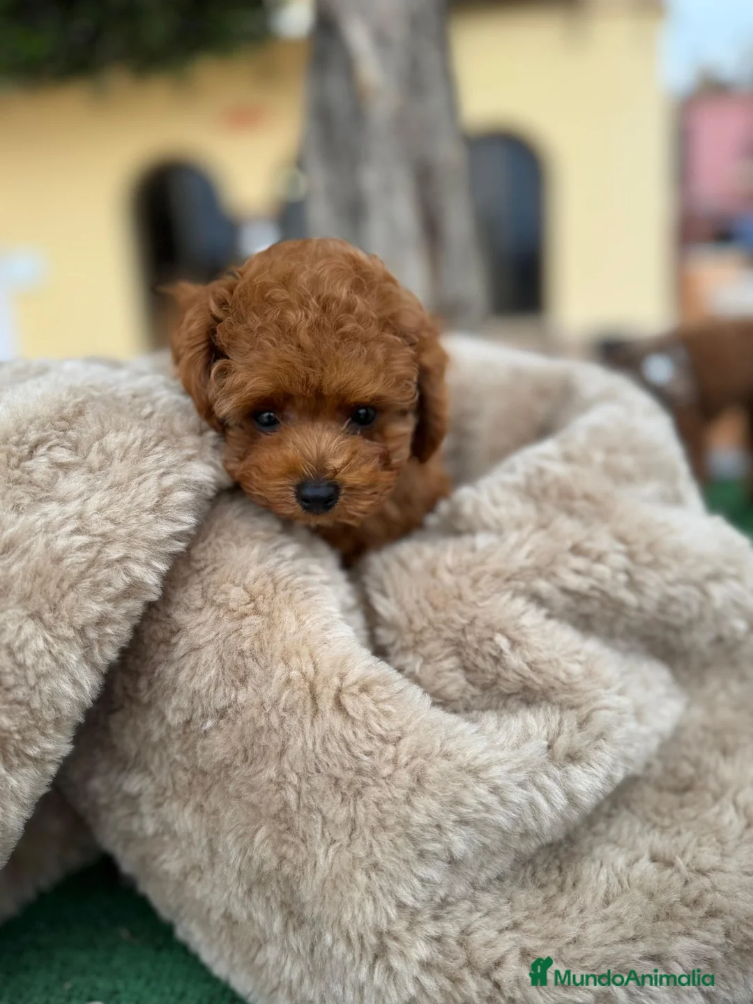 Caniche Toy perros en venta: CANICHE HEMBRA - 3KG  en Toledo - Anuncio 2