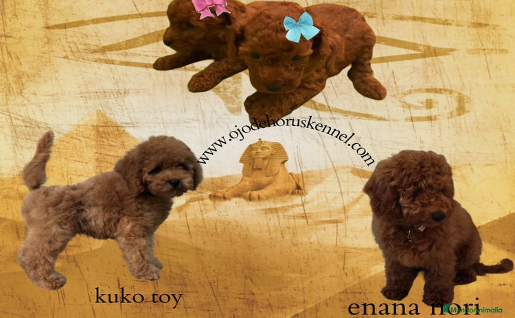 Caniche Toy perros - Anuncio 3