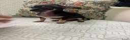 Chihuahua perros en venta: Chihuahua Toy hembra negro - Anuncio 3