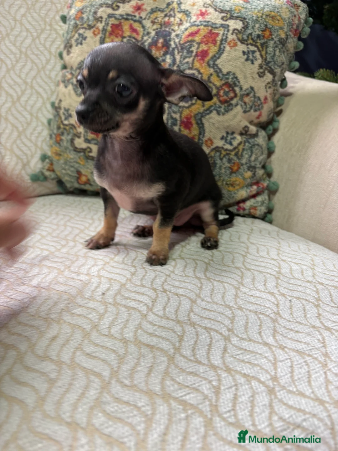 Chihuahua perros en venta: Chihuahua Toy hembra negro - Anuncio 3