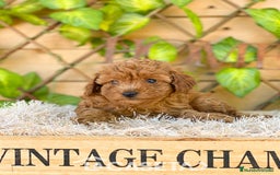 Caniche Toy perros en venta: Camada de Iria - Imagen 3