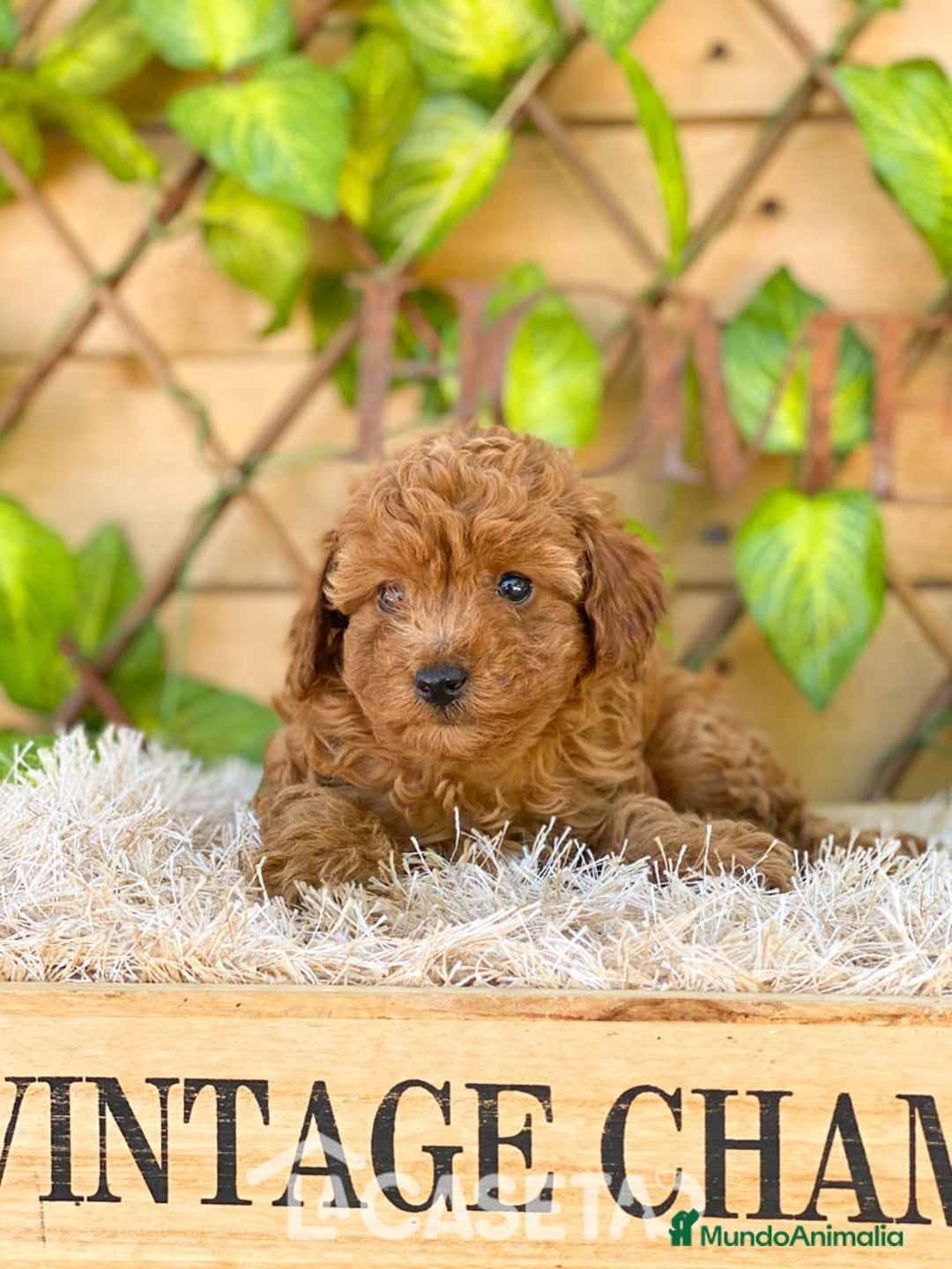Caniche Toy perros en venta: Camada de Iria - Imagen 3
