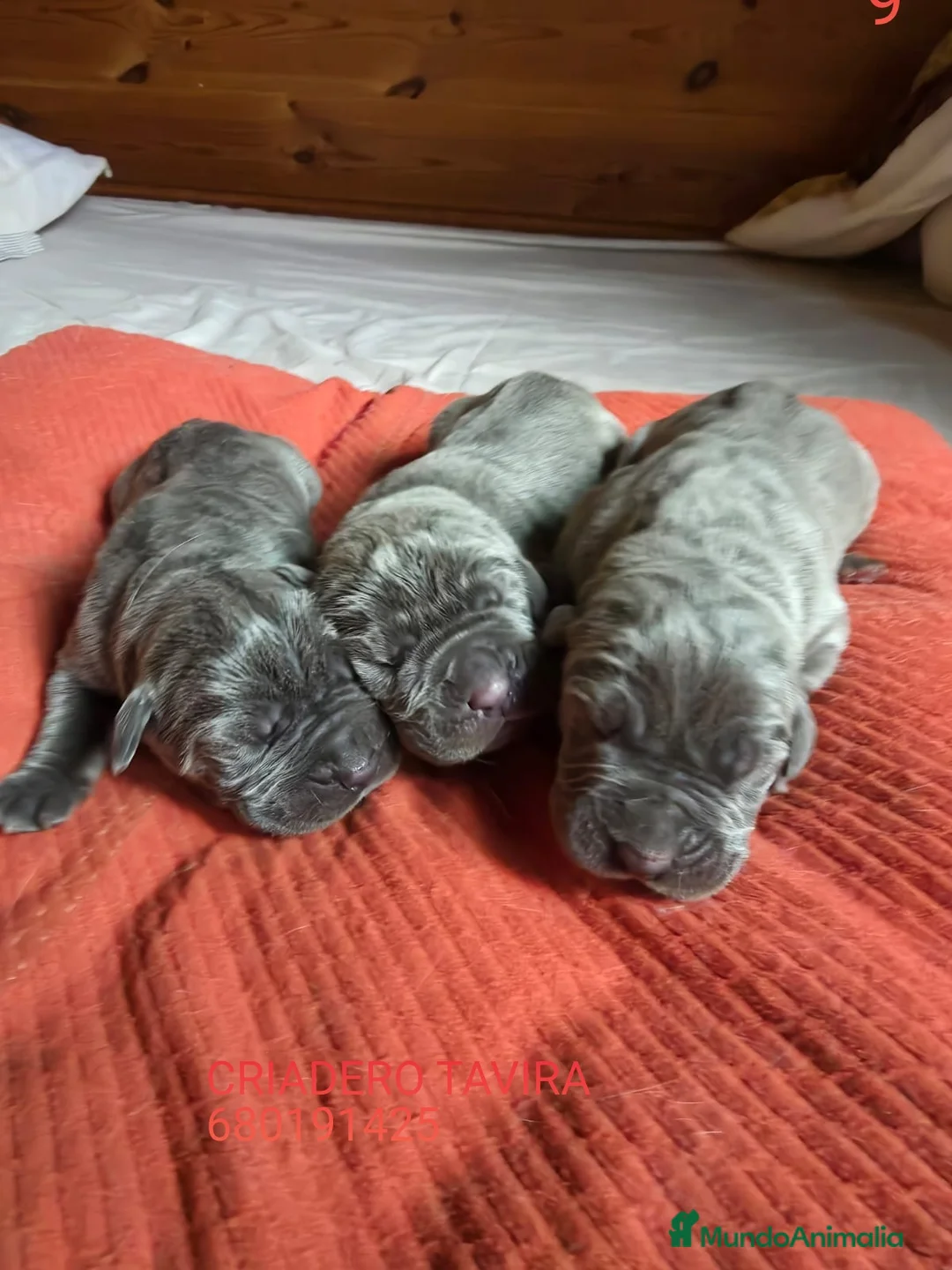 Cane Corso perros en venta: Mastin Napolitano - Anuncio 2