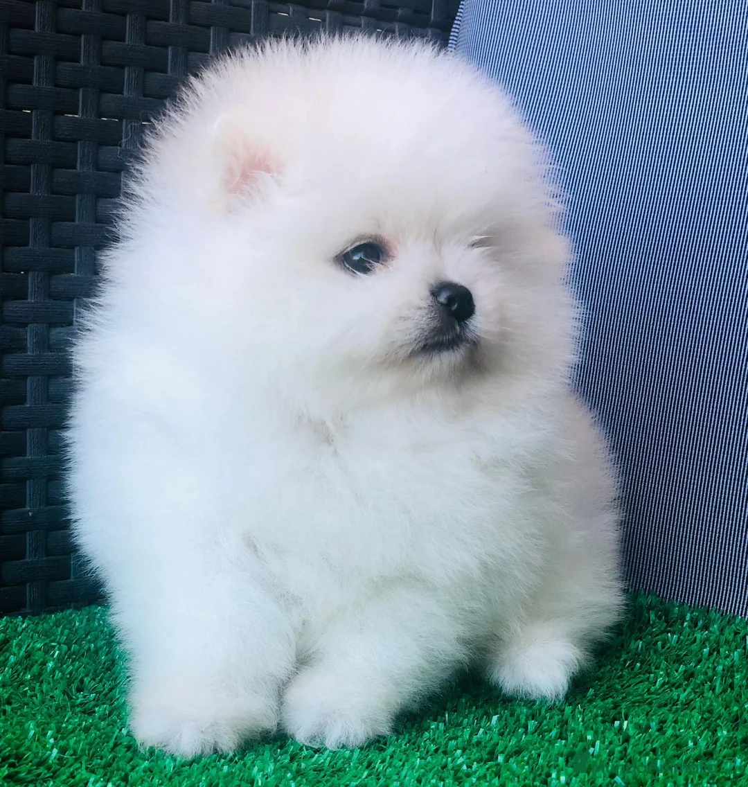 Pomerania perros en venta: POMERANIAS  - Anuncio 2