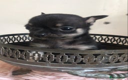 Chihuahua perros en venta: Chihuhuas minis minis - Imagen 3