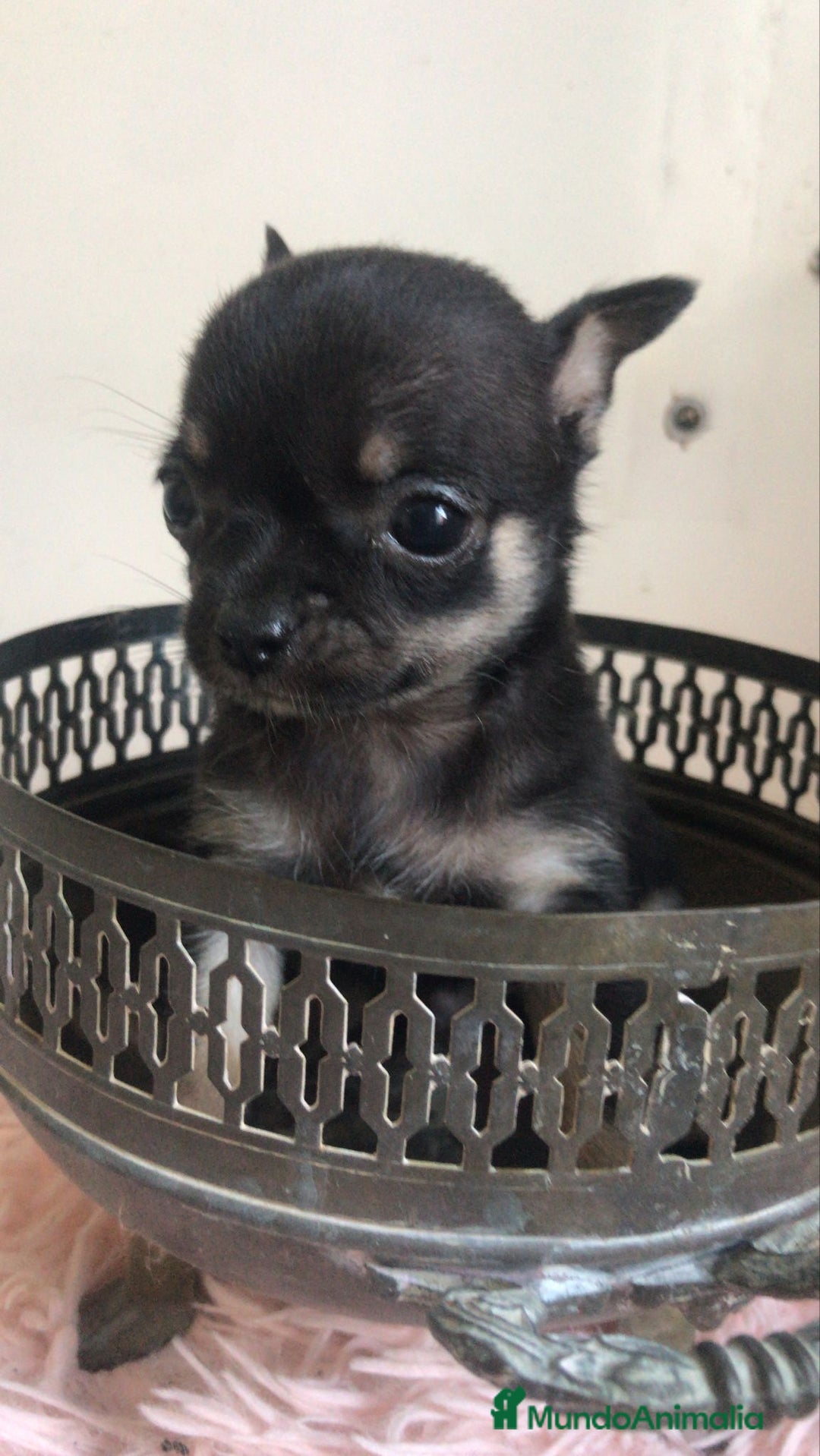 Chihuahua perros en venta: Chihuhuas minis minis - Imagen 3