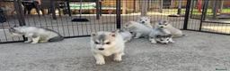 Husky Siberiano perros en venta: Preciosa camada de husky siberiano - Anuncio 1