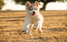 Husky Siberiano perros en venta: SIBERIAN HUSKY - AGOUTI  - Imagen 5