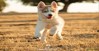 Husky Siberiano perros - Anuncio 6