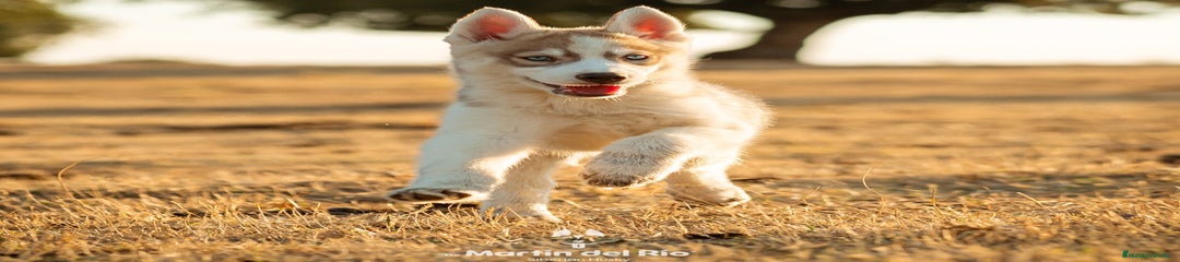 Cachorro 3