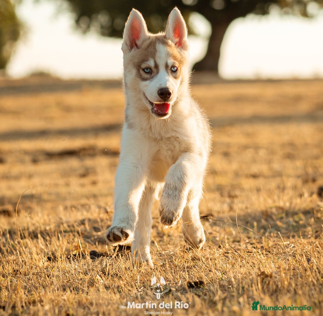 Husky Siberiano perros en venta: SIBERIAN HUSKY - AGOUTI  - Imagen 5