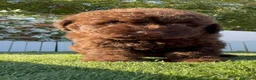 Perro de Agua Español perros en venta: PERRO DE AGUA ESPAÑOL-HEMBRA - Anuncio 9