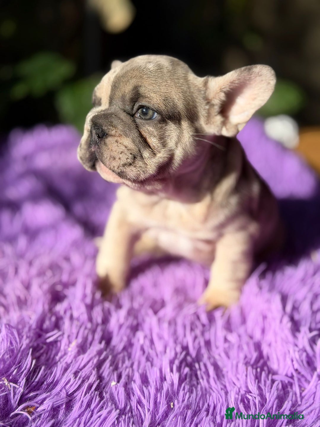 Bulldog Francés perros en venta: Bulldog francés merle - Anuncio 2