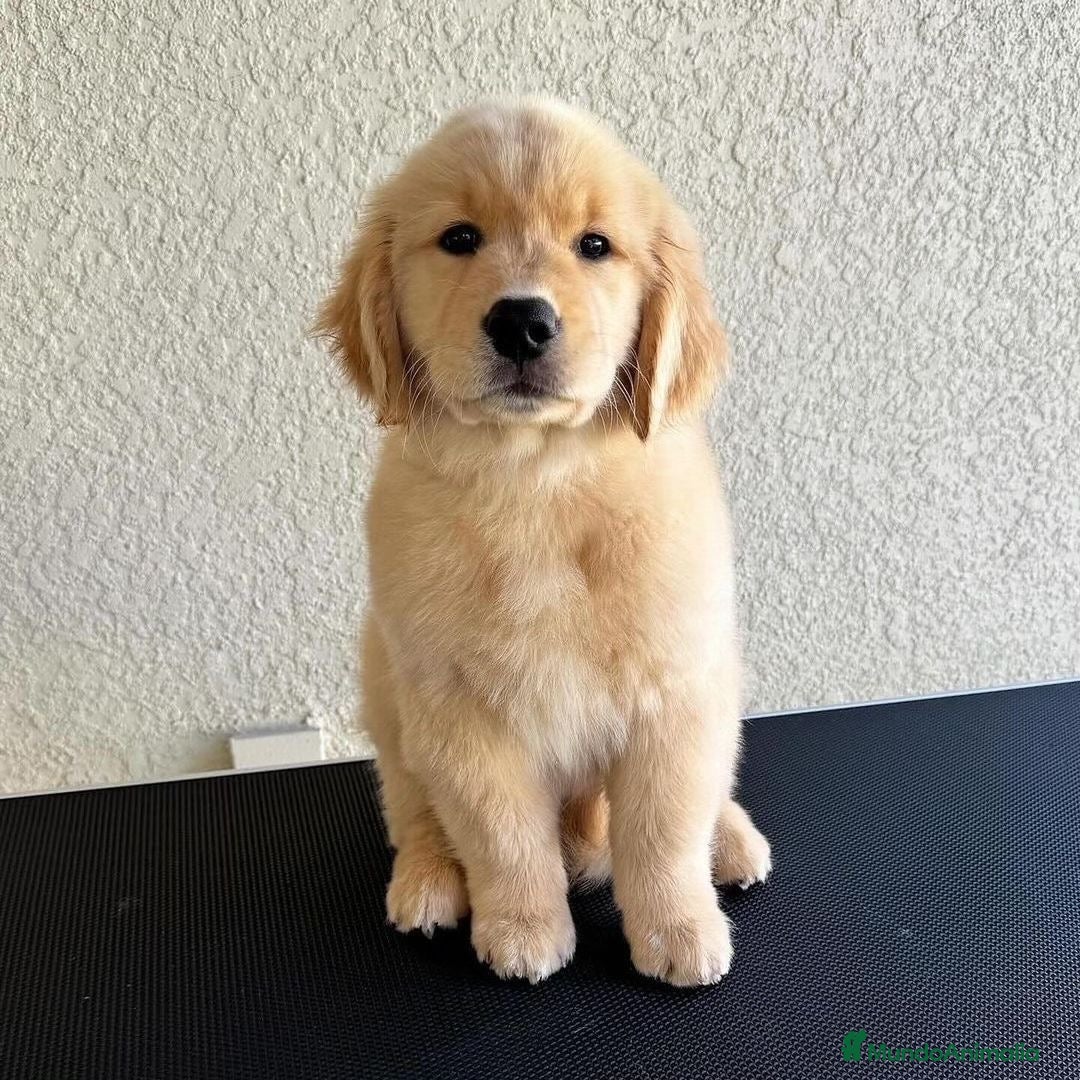 Golden Retriever perros CAMADA DE GOLDEN RETRIEVER PRECIOSO  - Anuncio 1