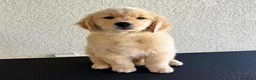 Golden Retriever perros en venta: CAMADA DE GOLDEN RETRIEVER PRECIOSO  - Anuncio 1